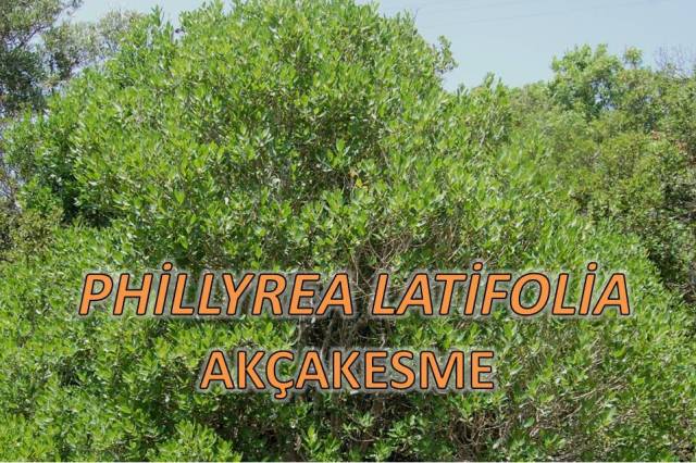 uploads/22082025162654/Phillyrea latifolia6.JPG